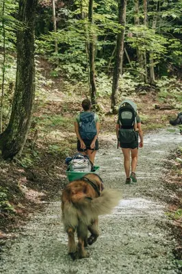 two people and a dog walking down a trail at Cabin Zoobox 67 in Eastman