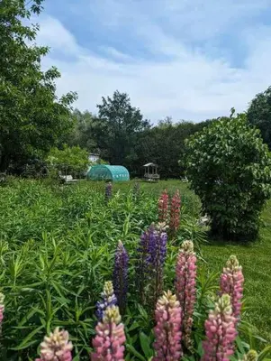 a bunch of flowers in a field with a tent at Gîte Richmond Inn in Richmond