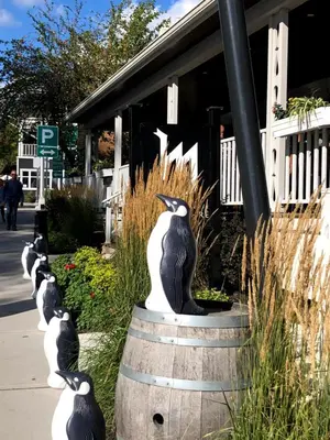 a group of black and white birds sitting on a barrel at OMagogcondo com B in Magog-Orford