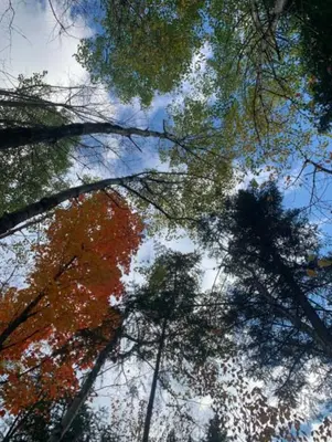 a view of the tops of trees in the sky at La Spacieuse Riverstone CITQ3O1849 in Saint Pierre de Broughton